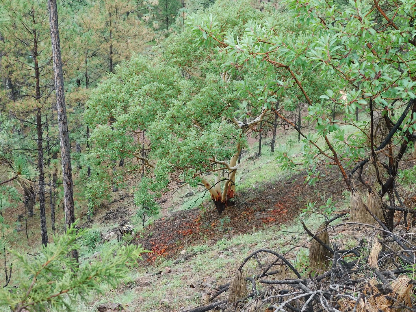 la forêt du gavre