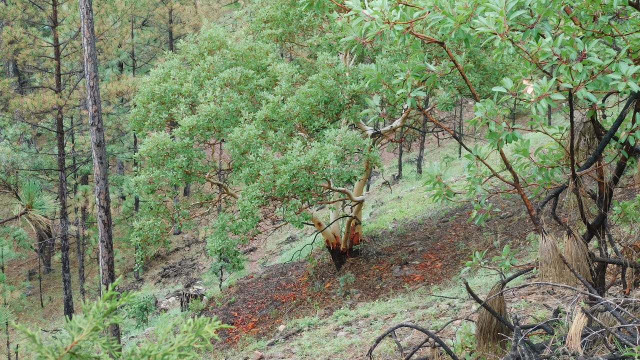 la forêt du gavre