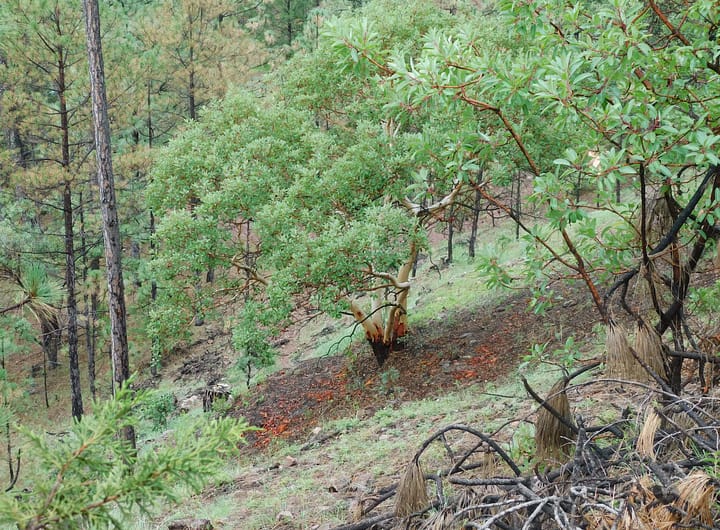 la forêt du gavre
